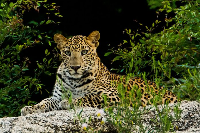 jhalana leopard park
