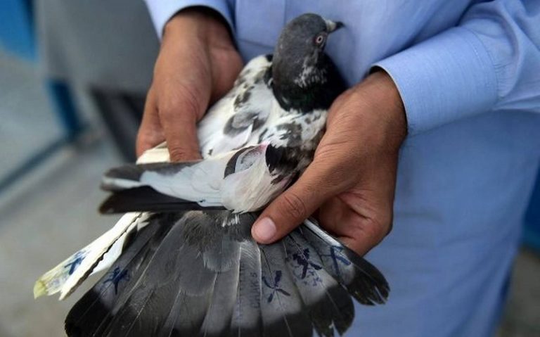 सरहद पार से आए अजनबी कबूतर के पंख पर लिखे मिले पाकिस्तान के कोड वर्ड, जांच एजेंसियों के लिए बना मुसीबत
