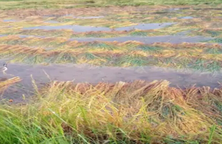 मानसून की भारी बारिश से किसानों को भारी नुकसान, गहलोत सरकारी ने किया मुआवजे का ऐलान