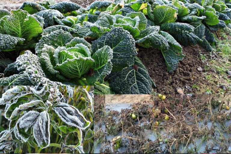 शीतलहर और पाले से 2203 हेक्टेयर क्षेत्र में सब्जी और फलों में 60 प्रतिशत तक खराबा