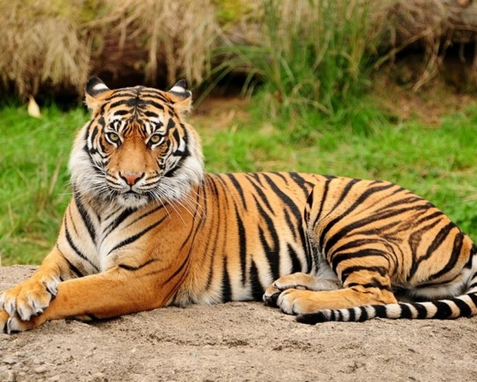 राजस्थान में टाइगर के अस्तित्व पर संकट! 2 महीनों में ही 7 बाघ-शावकों की मौत