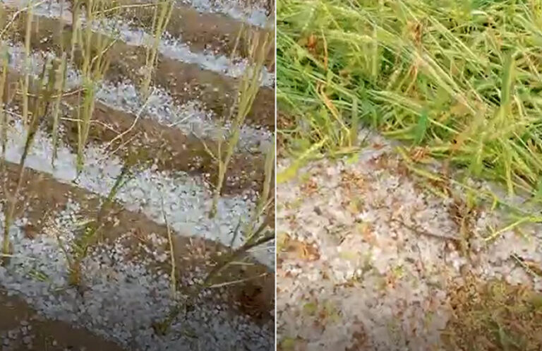 बेमौसम बारिश-ओलावृष्टि से फसल खराब, किसानों ने लगाई मुआवजे की गुहार